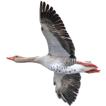 A greylag goose in flight